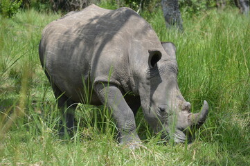 white rhino in the wild