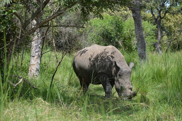 Fototapeta premium rhino in the wild