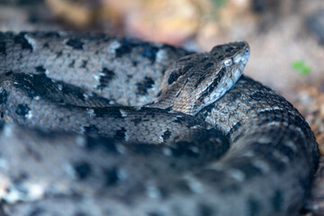 Very common venomous snake in Brazil known as 
