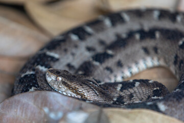Very common venomous snake in Brazil known as 