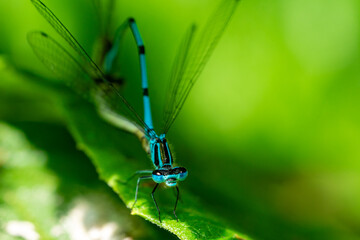damselfly coenagrion, dragonfly macro shot 01