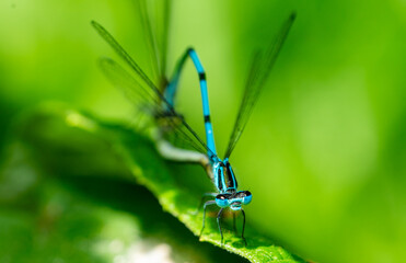 damselfly coenagrion, dragonfly macro shot