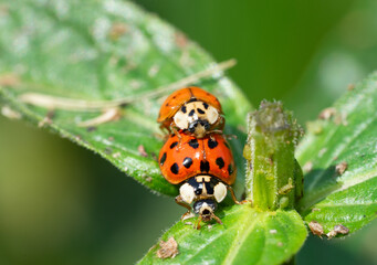 ladybird on a leaf macro shot