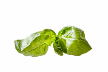 basil leaf on a white background