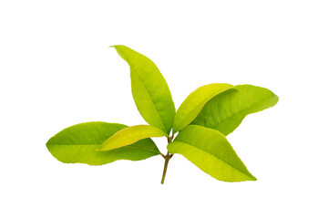 Sweet osmanthus, Sweet olive or Fragrant tea olive leaf with copyspace isolated. - 615360570