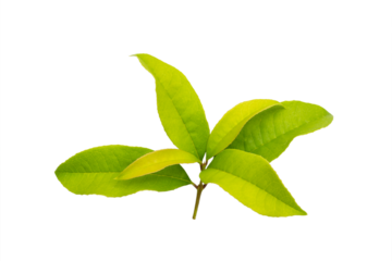 Sweet osmanthus, Sweet olive or Fragrant tea olive leaf with copyspace isolated.