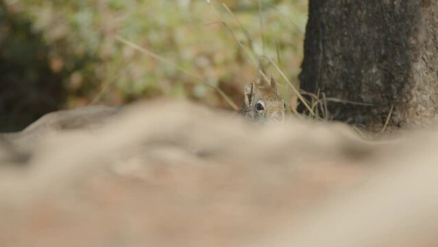 Curious Squirrel Peeps from Behind Blurry Foreground and Climbs Tree