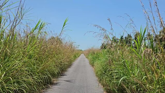 POV Walking on a scenic rural meadow path with pampas grass, dry reed, sedge grass, golden reed grass. Hiking between a road with tall grass field. Forward tracking video footage
