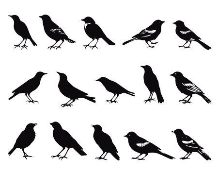bird silhouettes artistic vector collection, isolated on white