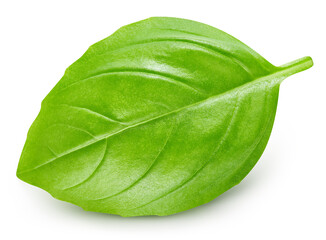 Basil leaf isolated on white background