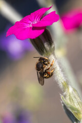 Close-up of a Wool carder bee (Anthidium manicatum) on Rose campion (Lychnis coronaria)