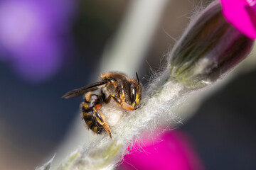 Close-up of a Wool carder bee (Anthidium manicatum) on Rose campion (Lychnis coronaria)