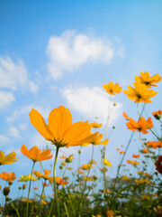 Yellow cosmos flower and light blue sky feel a bright day. Yellow flower.