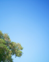 Obraz premium light blue sky and trees