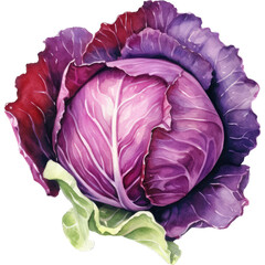 Obraz premium Unveiling the Beauty and Versatility of Red Cabbage in this Captivating Artwork