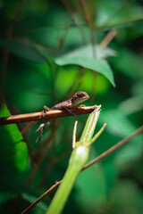 lizard on a tree