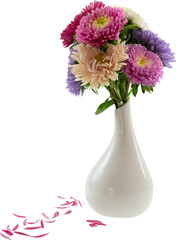 colorful blossoms from aster chrysanthemum flowers in a white vase isolated on transparent background for floral home decoration - obrazy, fototapety, plakaty