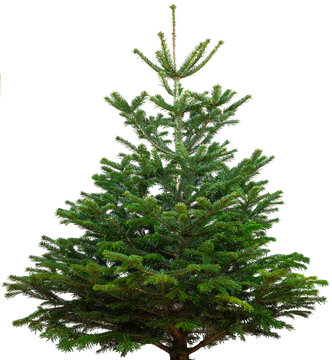 not decorated green christmas tree texture template overlay isolated on transparent background, natural pure fir tree plant