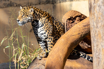 Wild Jaguar, Panthera Onca, close up. Brazilian feline
