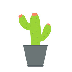 Cactus Houseplants