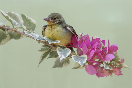 A young brown-throated sunbird foraging for food on a branch of a bougenville tree. This little bird has the scientific name Anthreptes malacensis.
