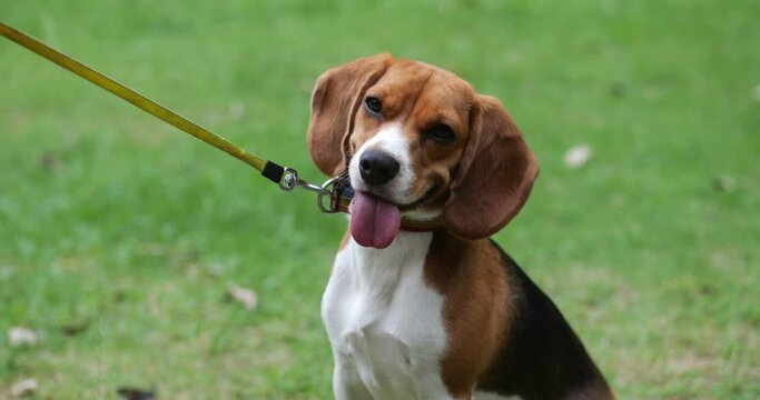 Portrait of a funny cute dog beagle sitting on the green grass in the park. A cute beagle dog with his tongue hanging out looks at the camera. The concept of pets