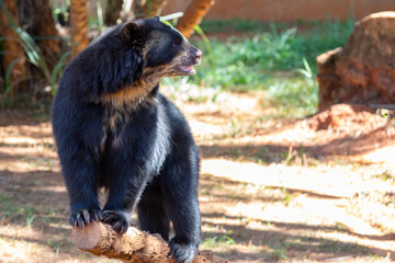 Spectacled bear or Andean bears are a subspecies that lives in South America(Tremarctos ornatus)...