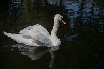 Naklejka premium white swan on the water