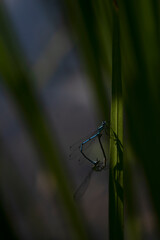 mating dragonfly on a leaf