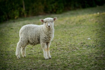 baby bright sheep on the farm