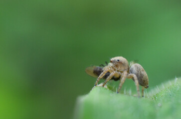 spider with a Catch