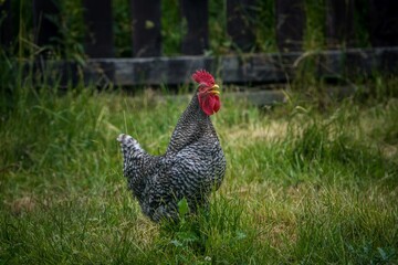 beautiful rooster on the farm