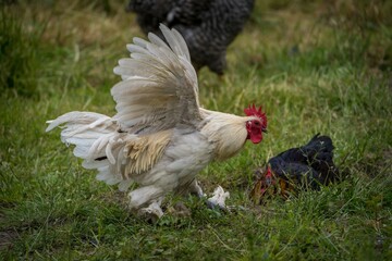 beautiful rooster on the farm