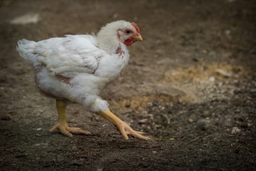 baby chicken on the farm