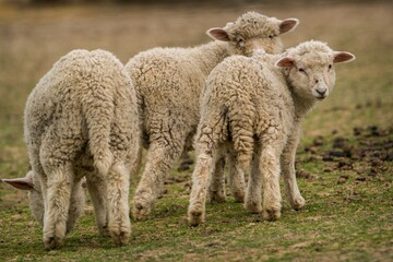 Naklejka na ściany i meble baby bright sheep on the farm