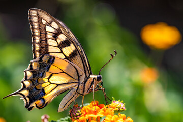Papilio machaon su fiore