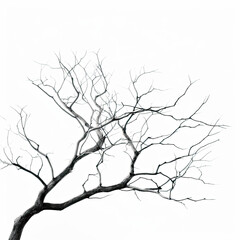 Fototapeta na wymiar Subtle Simplicity: Captivating Photo of Leafless Tree Branch on White Background