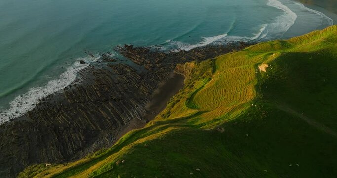 Rural grass hills with sheep grazing at coast of New Zealand during sunset, aerial