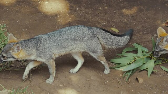 Portrait Of The South American Gray Fox In Wildlife Park. Slow Motion