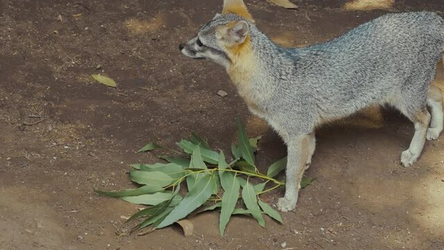 The South American Gray Fox (Lycalopex Griseus) Being Alert. Slow Motion