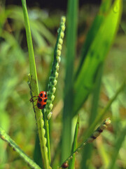 Fototapeta premium ladybug on green leaf