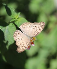 butterfly on leaf