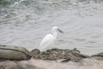 great white heron ardea cinerea