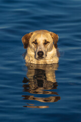 In the historirce centre of Candarli