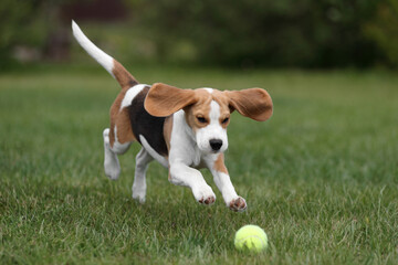 Cute beagle puppy is playing in nature. Active puppy. Beagle puppy running through the grass