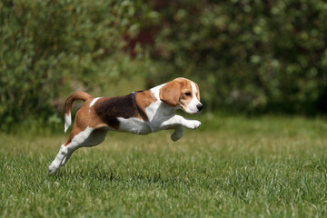 Cute beagle puppy is playing in nature. Active puppy. Beagle puppy running through the grass