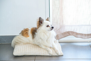 Naklejka na ściany i meble portrait chien chihuahua à la maison