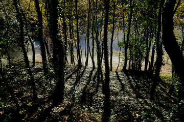 Fototapeta premium Leafy forest with a beautiful light. The trunks reflect their shadow on the ground. Enchanted forest concept. Galicia, Spain.