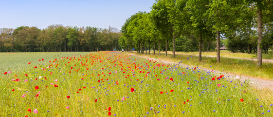 Panorama of poppies, cornflowers and other wildflowers at the bicycle path near Orvelte, Netherlands