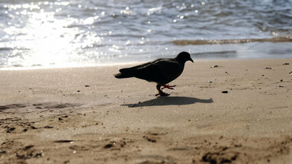 Pigeon walking on the beach, Thailand
